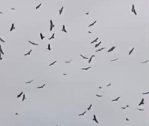 Apesar de parecer incomum para quem observa do solo, o fenômeno é considerado natural e faz parte do comportamento dessas espécies,