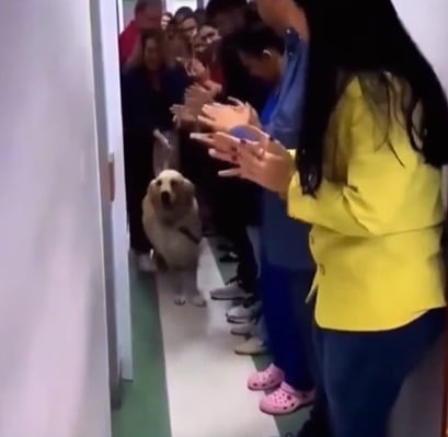 Cão é baleado ao defender casa de invasão, passa por três cirurgias e recebe alta