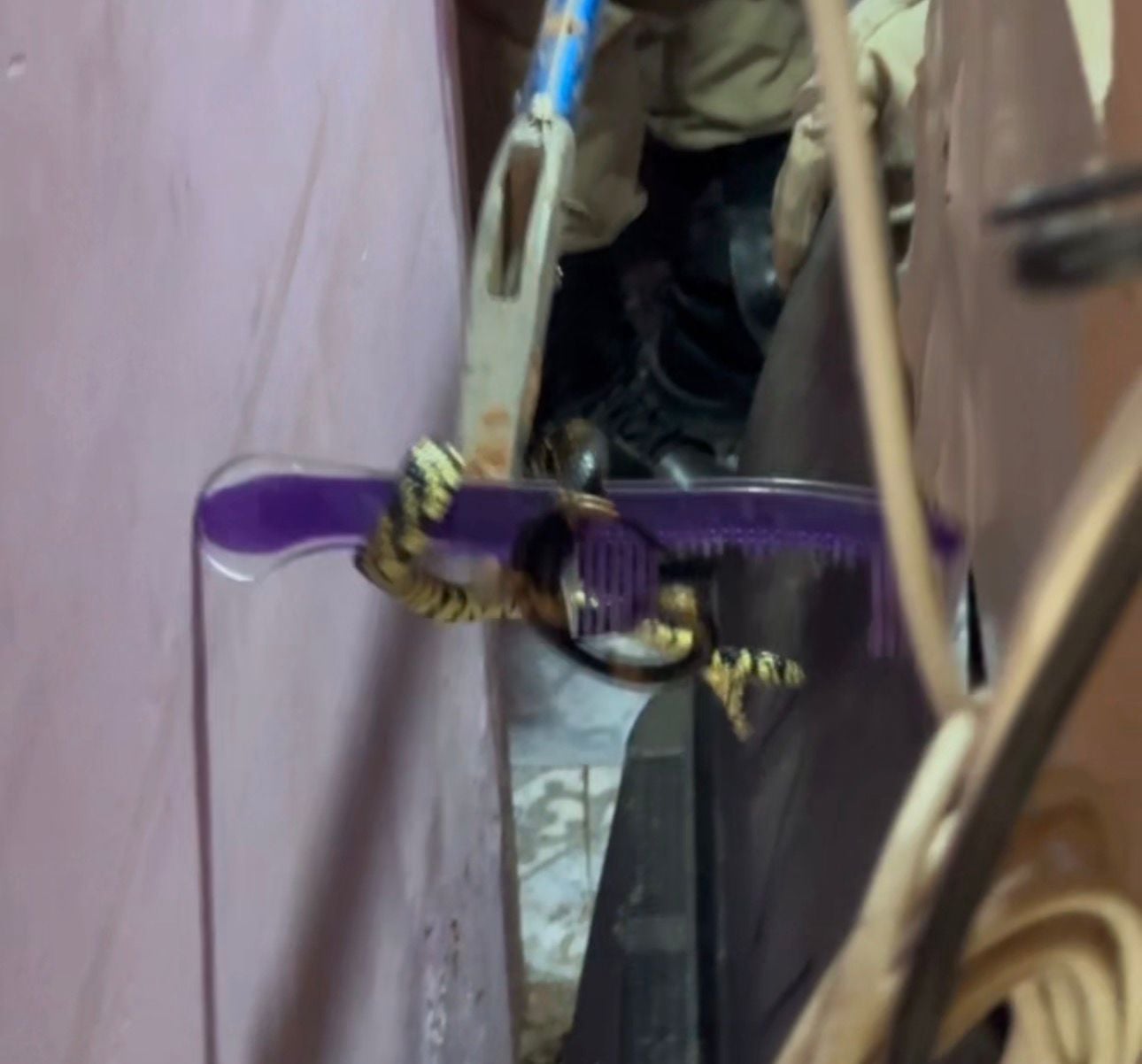 Nos últimos dias, têm sido registrados com maior frequência casos de aparecimento de cobras em quintais