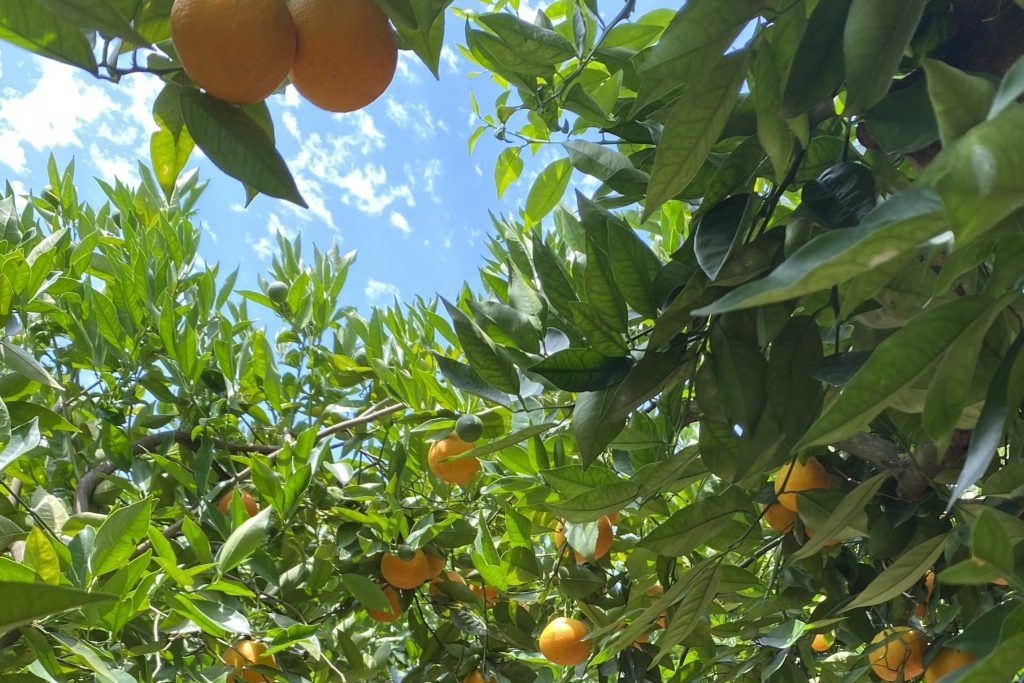 Špatné počasí způsobuje ztráty až 40 % citrusů v Algarve, varuje AlgarOrange
