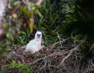 Nascimento de filhote de harpia é marco para conservação