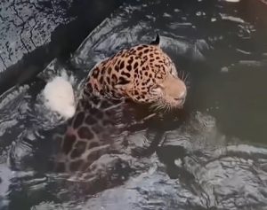 Onça-pintada é resgatada