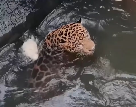 Onça-pintada é resgatada