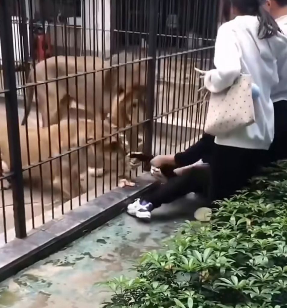 Vídeo mostra garota puxada por leoa ao se aproximar de grade em zoológico na China/ Foto: Reprodução