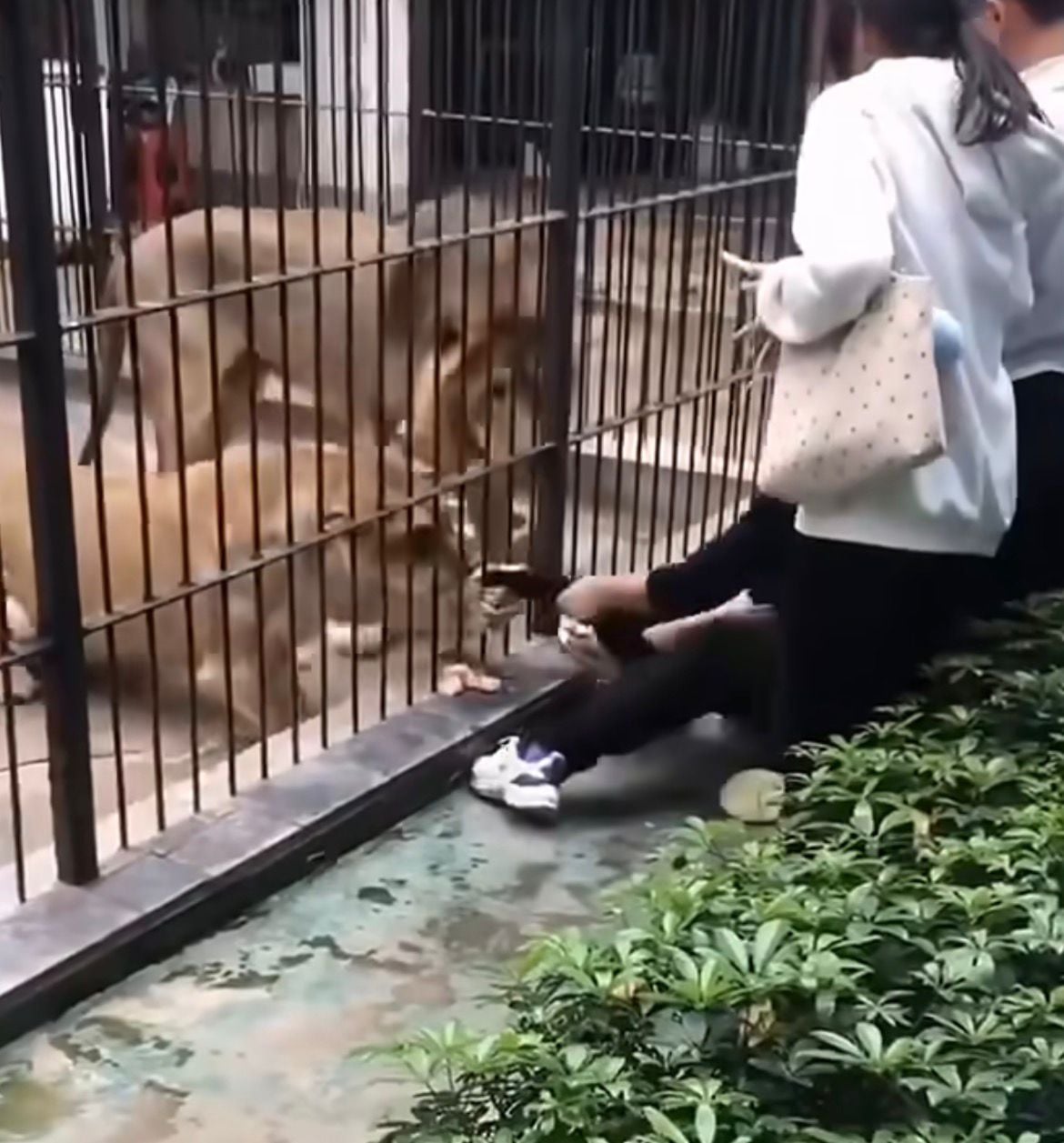 Vídeo mostra garota puxada por leoa ao se aproximar de grade em zoológico na China/ Foto: Reprodução