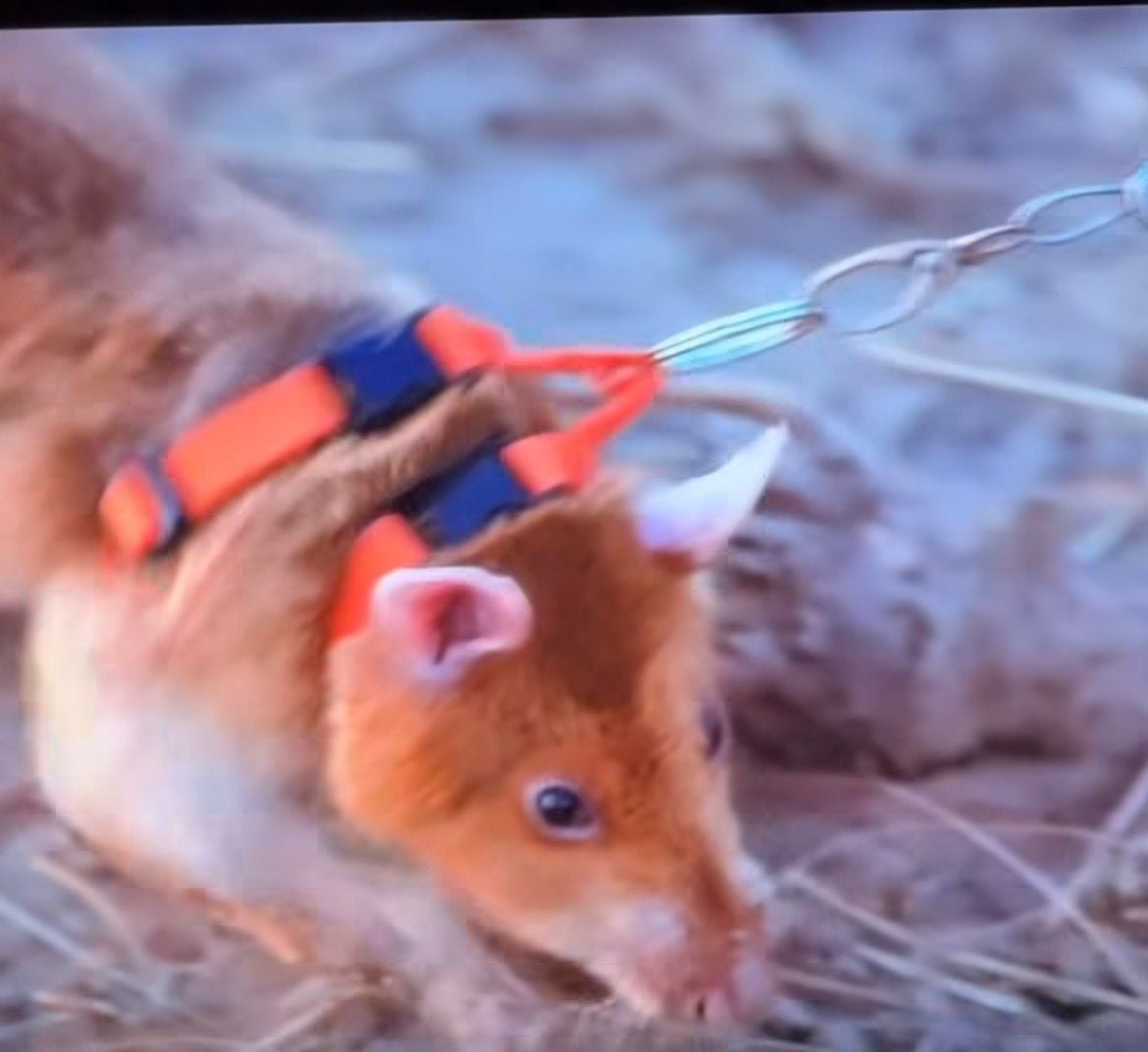 Pár známý nahráváním cest po celém světě sdílel snímky cvičených krys, které pomáhají odhalit miny a dokonce i tuberkulózu.