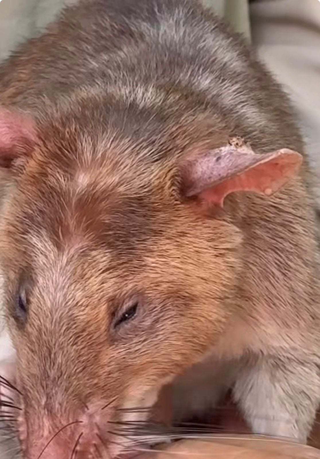 Casal conhecido por registrar viagens pelo mundo compartilhou imagens de ratos treinados que ajudam a detectar minas e até tuberculose.