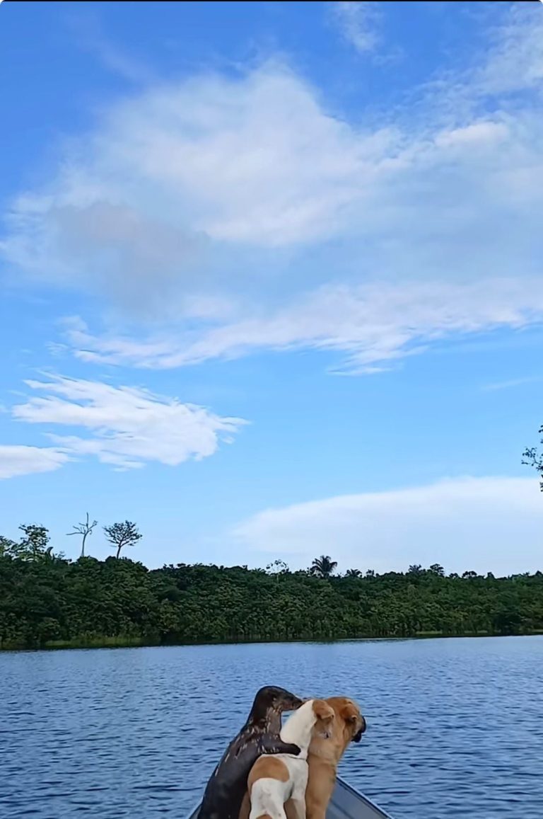 Lontra "adota" morador da Amazônia e convive com grupo de cães