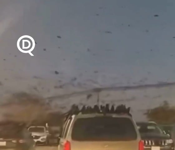 Céu tomado por aves em Israel gera fala sobre “mau presságio” nas redes