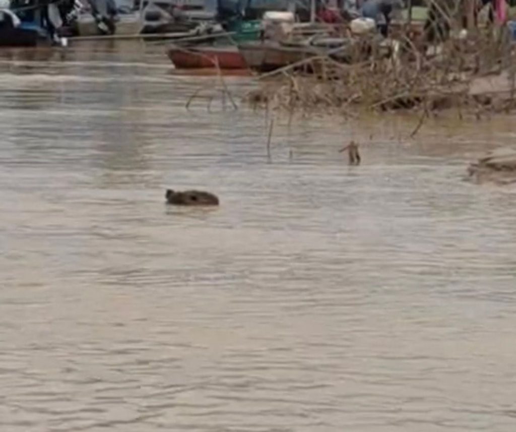 A capivara é considerada o maior roedor do mundo e costuma viver próxima a rios, lagos e áreas alagadas.