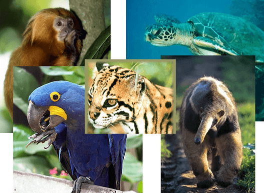 Zpráva ukazuje, že více než 1200 druhů brazilské fauny je ohroženo vyhynutím