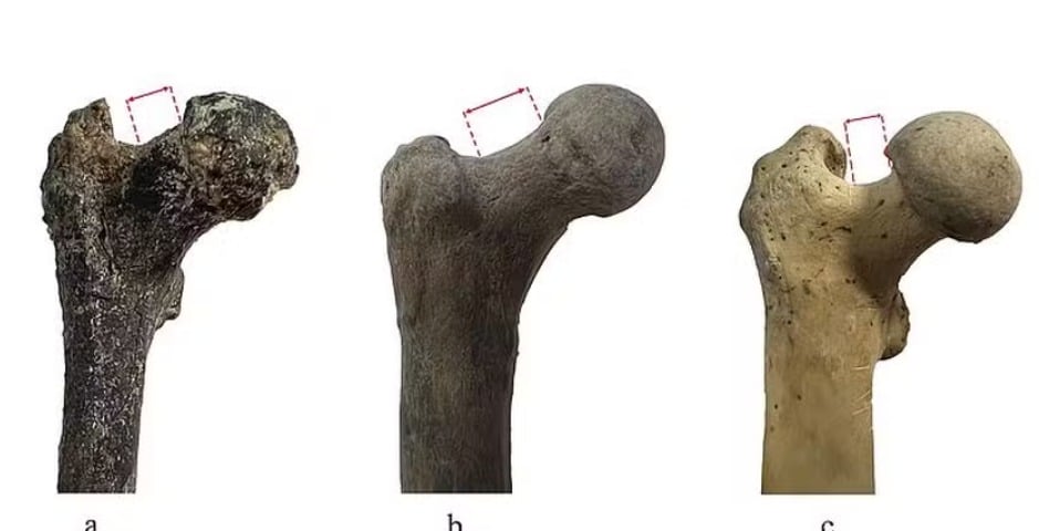 7,2 milionu let stará fosilie nalezená v Evropě by mohla změnit teorii o původu lidstva