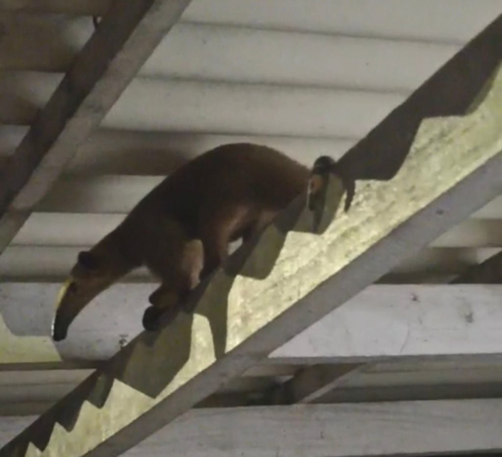 Vídeo mostra tamanduá-mirim caminhando no teto de unidade de saúde do interior do Acre