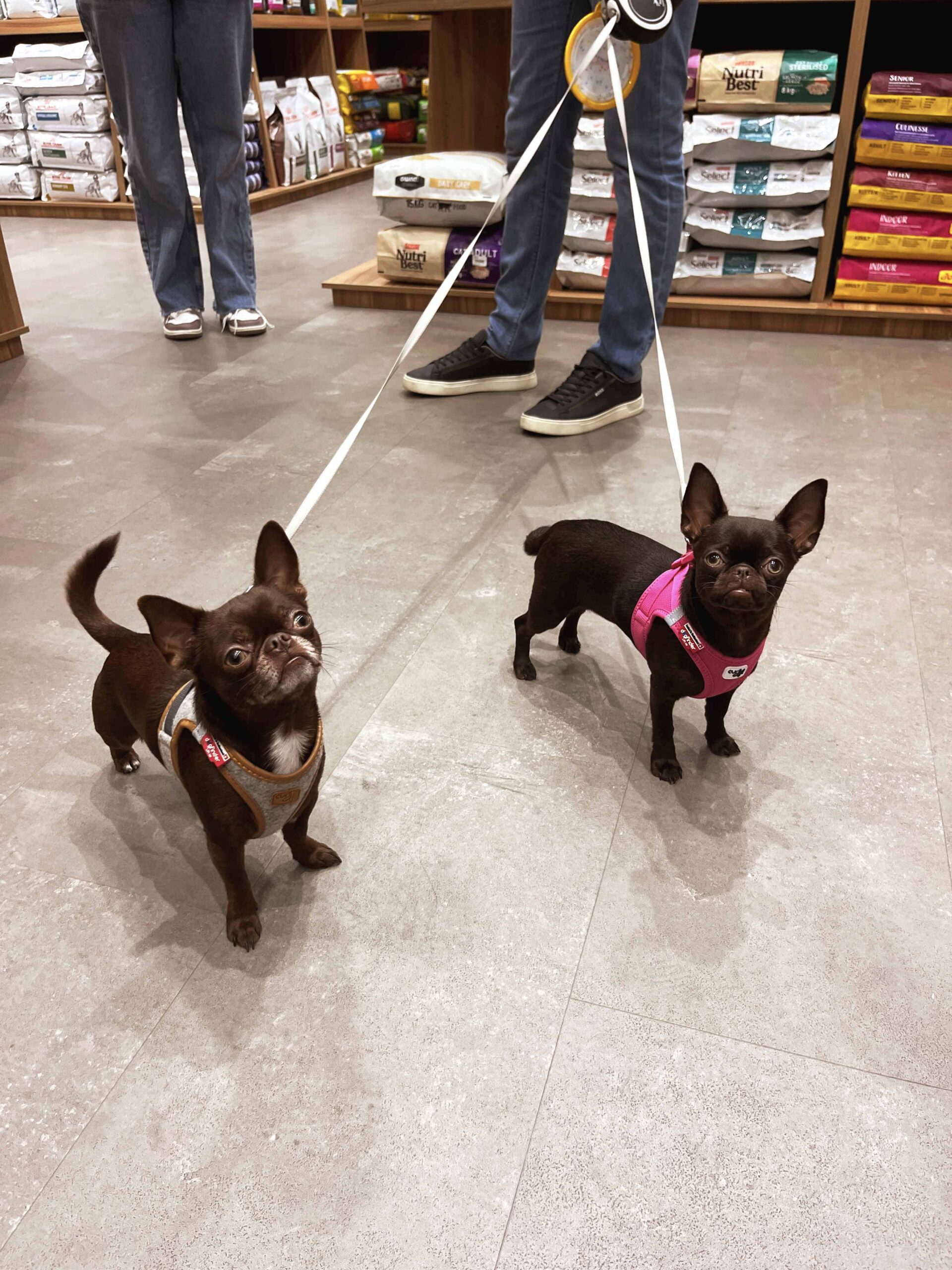 Nový obchod Goldpet posiluje nabídku pro zvířata na jihu