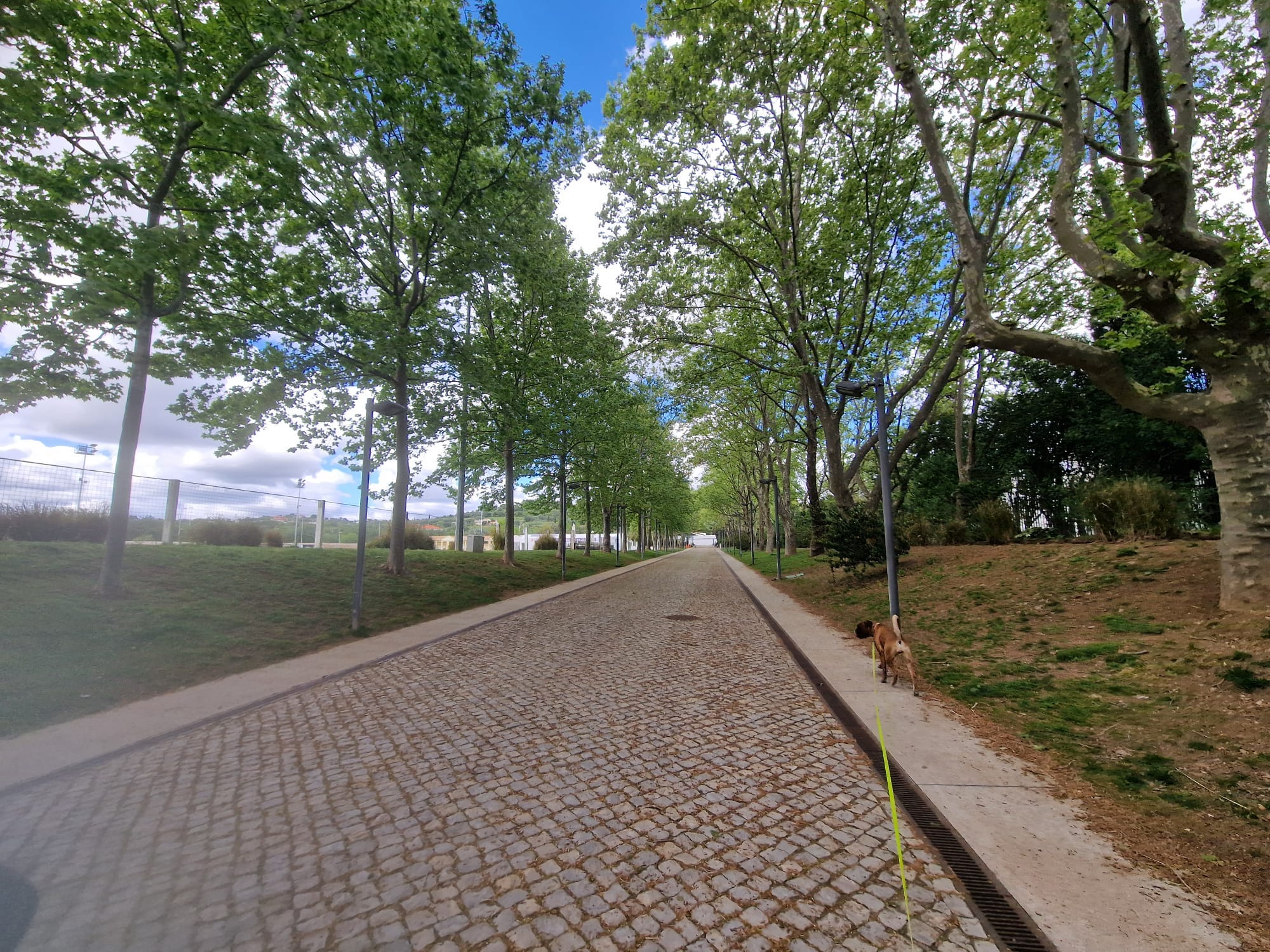 Cãominhada podporuje cvičení a socializaci v Loulé