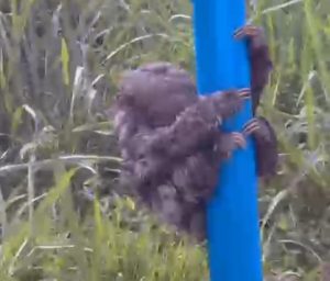 O bicho-preguiça foi flagrado por um motorista que passou pelo local