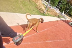 Cãominhada podporuje cvičení a socializaci v Loulé