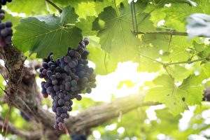 Portugalský ostrov naproti New Yorku překonal rekord v produkci tohoto ovoce, které mnozí jedí na pláži: v roce 2025 jich bylo 956 tun