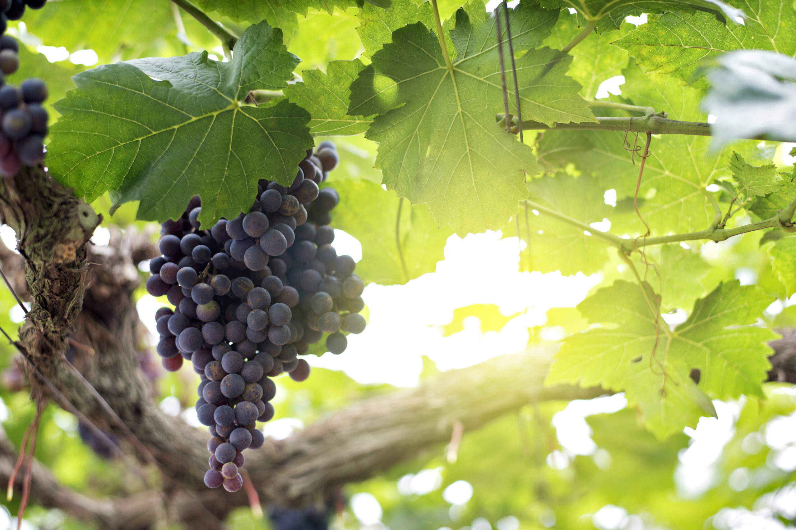 Portugalský ostrov naproti New Yorku překonal rekord v produkci tohoto ovoce, které mnozí jedí na pláži: v roce 2025 jich bylo 956 tun