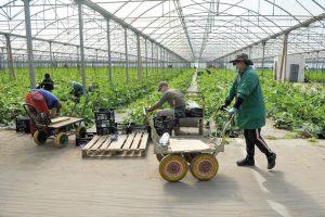 Algarve patří mezi regiony s nejvyšší zemědělskou produktivitou v zemi