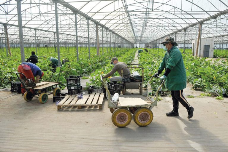 Algarve patří mezi regiony s nejvyšší zemědělskou produktivitou v zemi