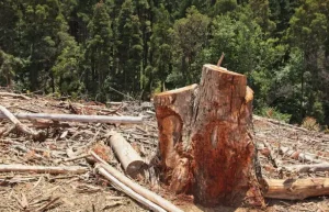 Três pessoas morrem após árvore de 30 metros cair durante evento de Páscoa