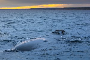 Téměř polovina kytovců ulovených v Algarve vykazuje známky interakce s rybolovem