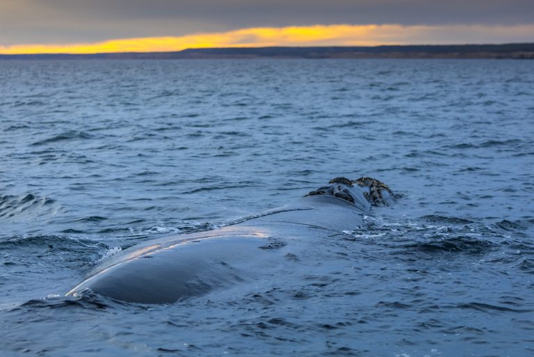 Téměř polovina kytovců ulovených v Algarve vykazuje známky interakce s rybolovem