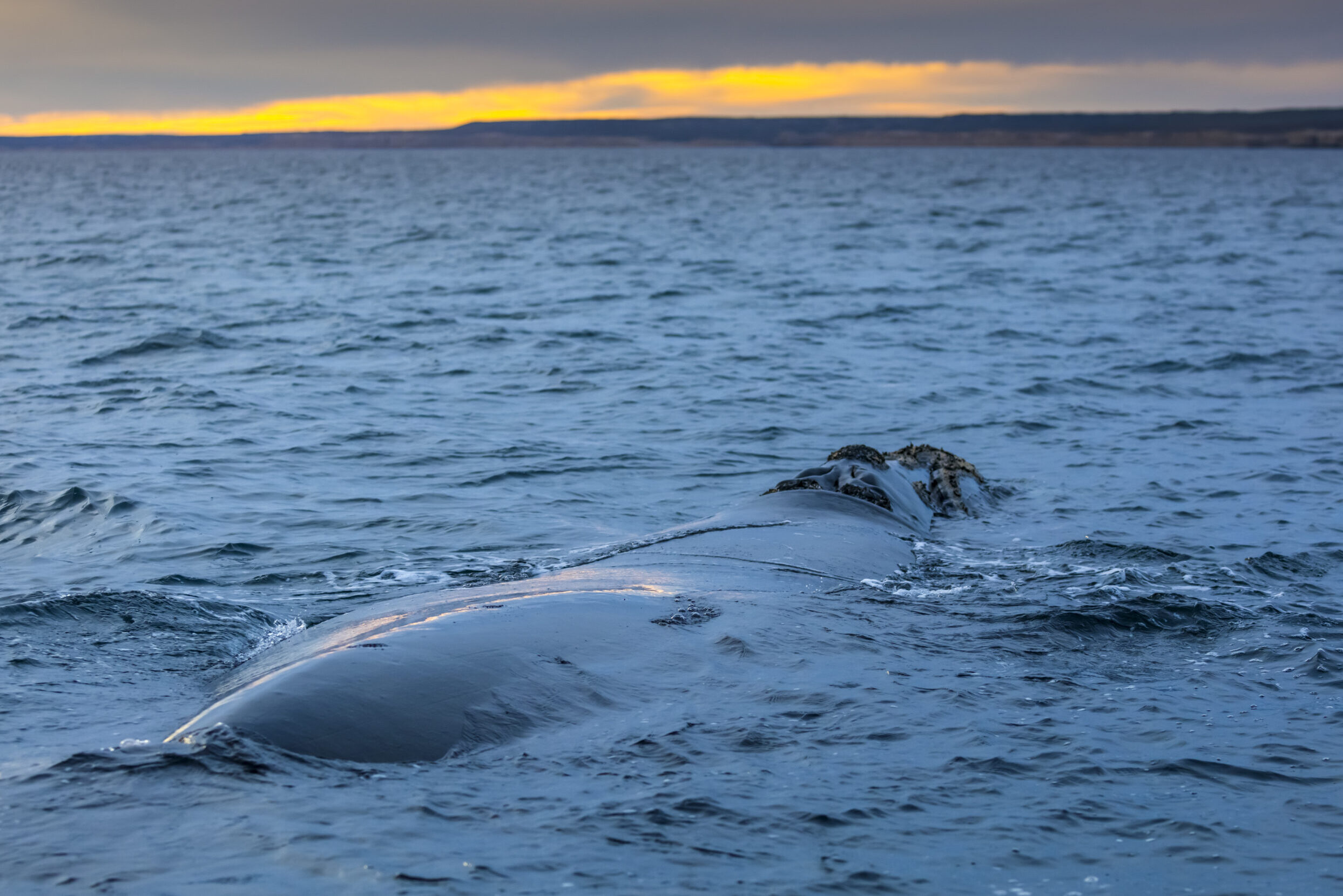 Téměř polovina kytovců ulovených v Algarve vykazuje známky interakce s rybolovem