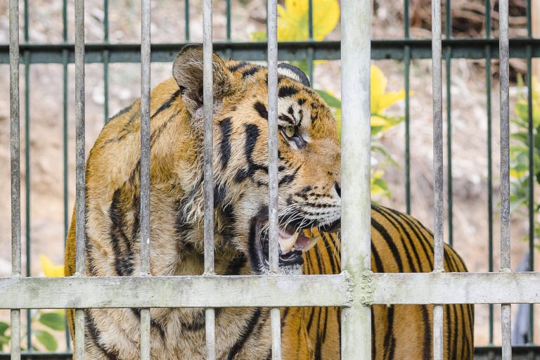 Tigre numa jaula.
