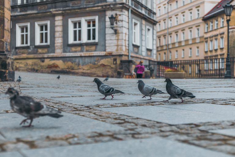 Rada odborníka: toto byste si měli dát na dveře nebo na zahradu, aby se holubi nedostali
