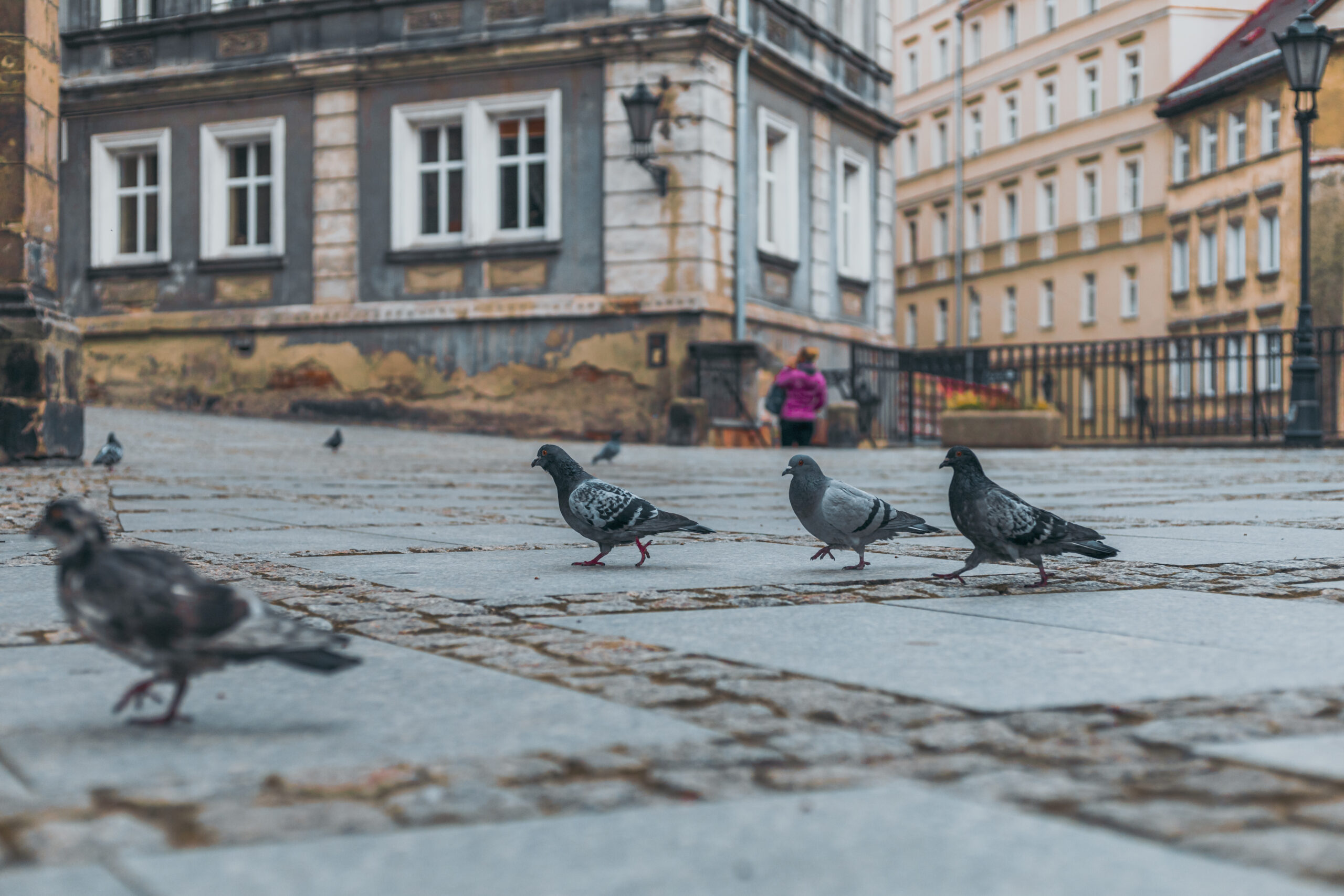 Rada odborníka: toto byste si měli dát na dveře nebo na zahradu, aby se holubi nedostali