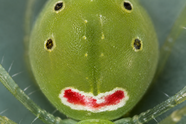 Theridion himalayana. Crédito: Foto AI