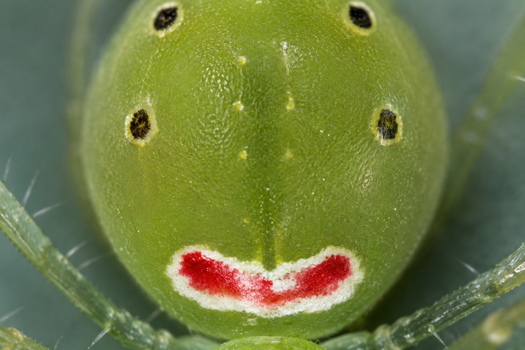 Theridion himalayana. Crédito: Foto AI