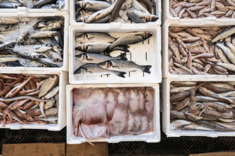 Variedade de peixes. Crédito: Freepik