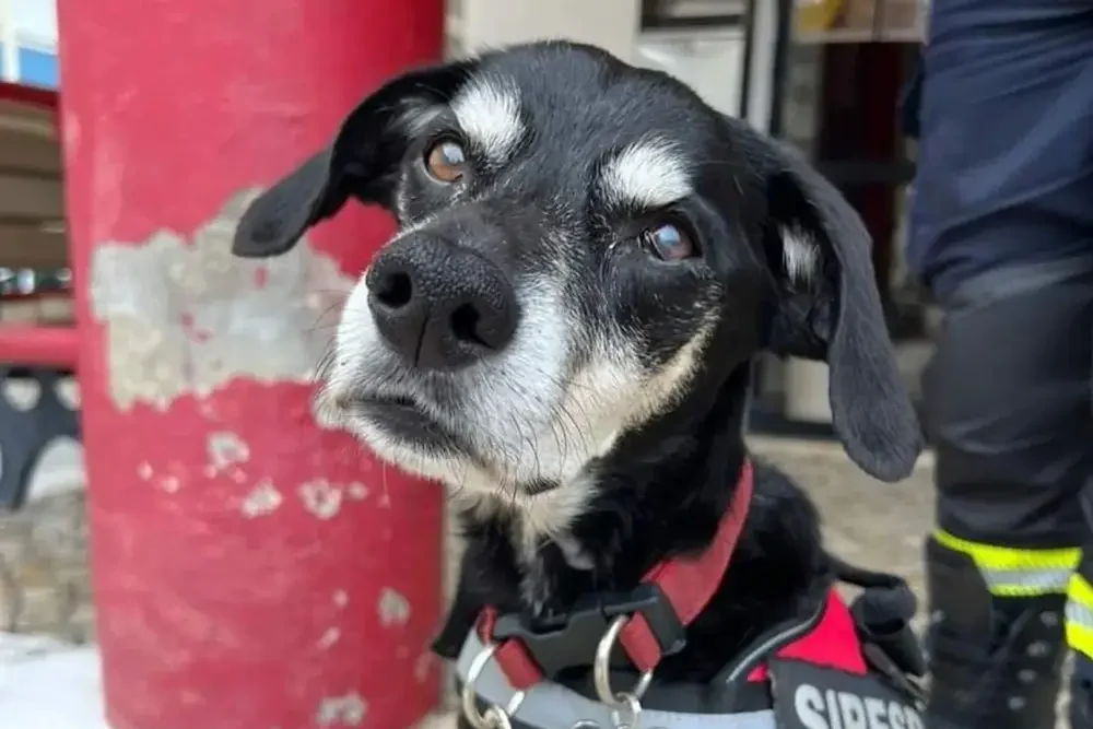 Siresp, o cão dos Bombeiros de Carcavelos e São Domingos de Rana.
