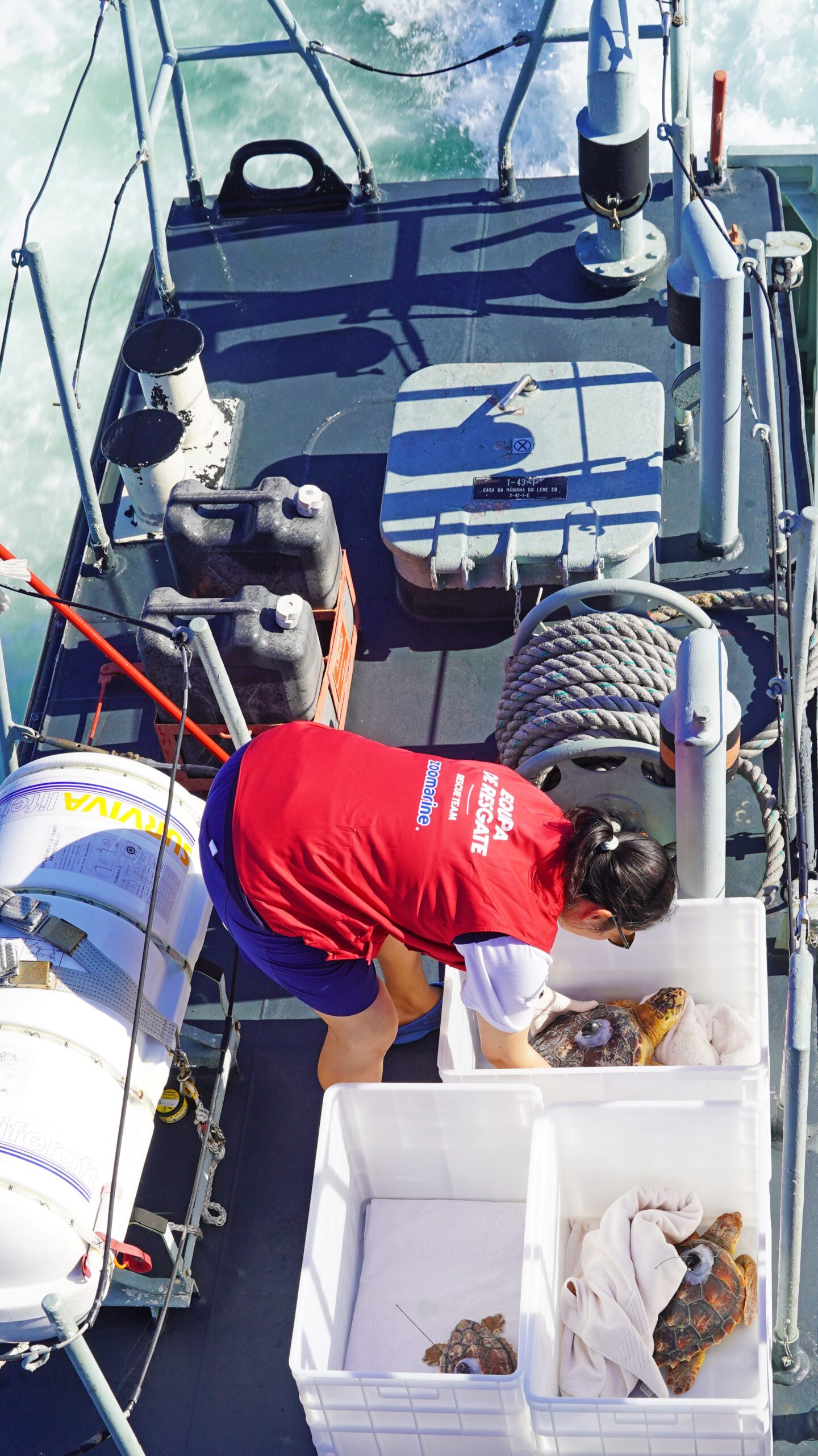 Šest želv se po rehabilitaci v Porto d'Abrigo do Zoomarine vrací do moře