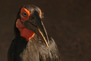 Calau-terrestre.