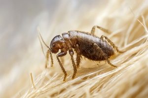 Výskyt blech postihuje obyvatele na severu: zjistěte, jak chránit svůj domov a jednat v případě kousnutí