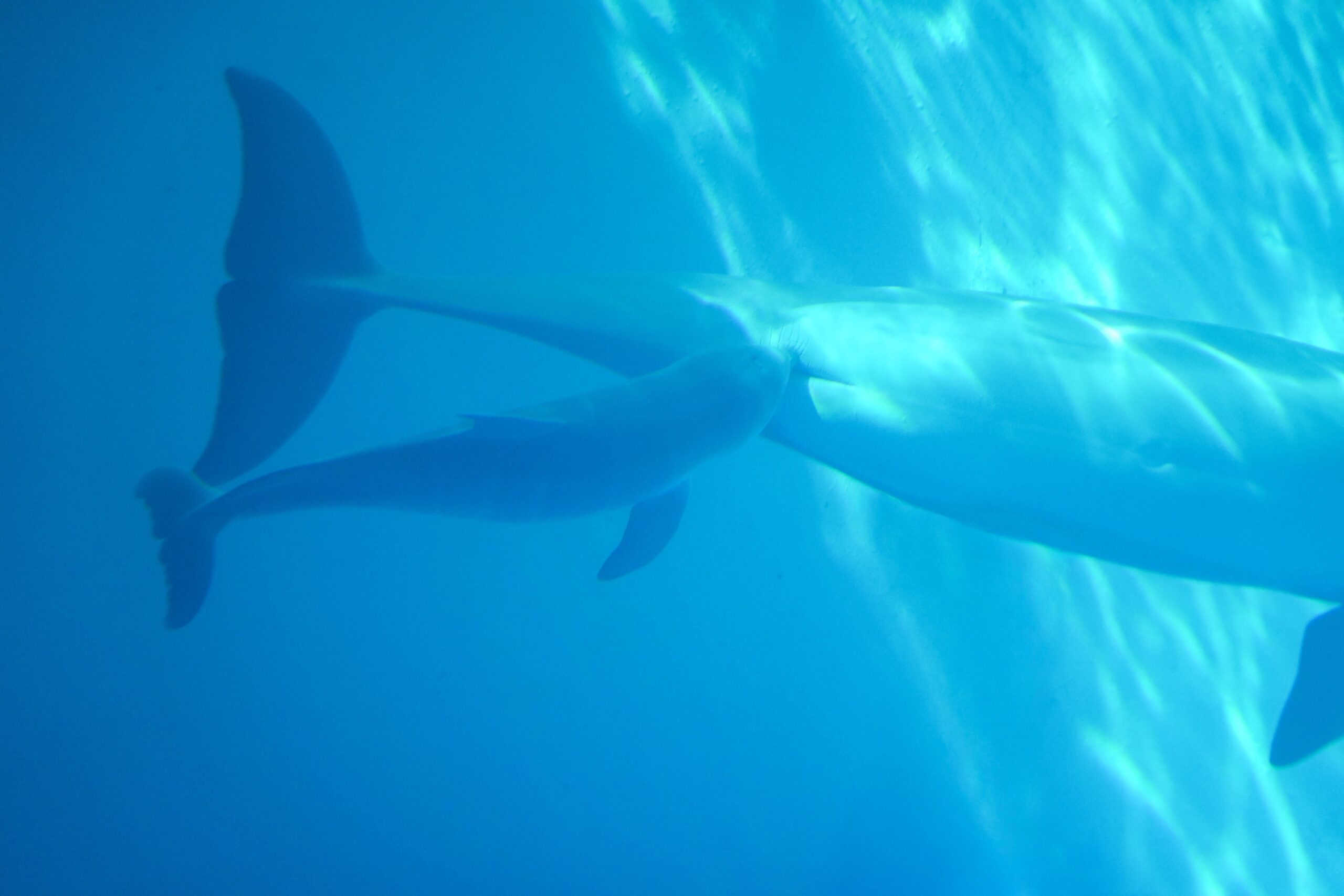 Zoomarine Algarve si připomíná 35 let od narození delfína skákavého