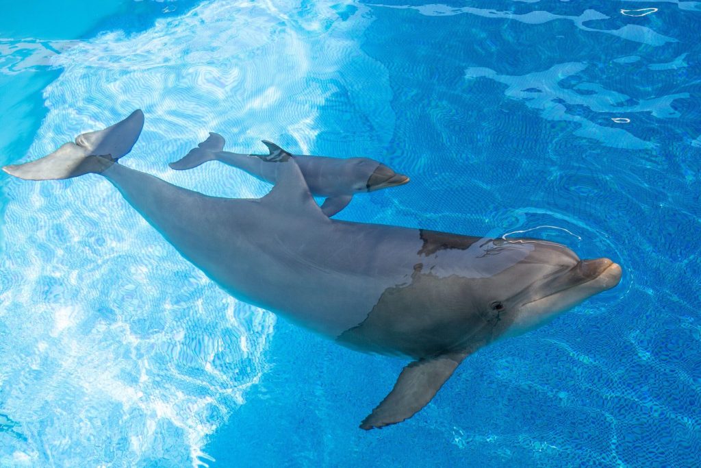 Zoomarine Algarve si připomíná 35 let od narození delfína skákavého