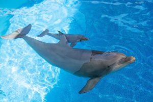 Zoomarine Algarve si připomíná 35 let od narození delfína skákavého